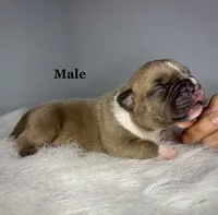 Bentley , a male American Bully for sale in Leesville, SC – 1 of 2