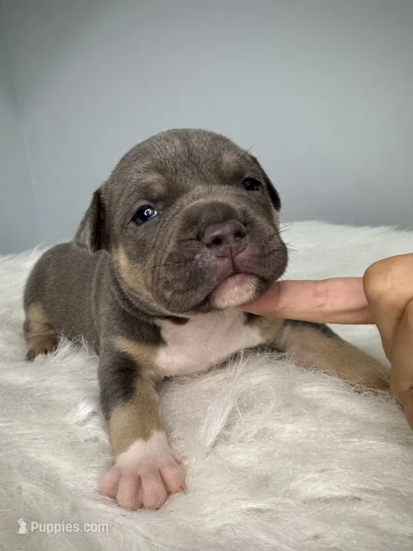 Maserati  – American Bully puppy for sale in Leesville, SC