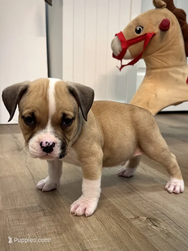 Bugatti  – American Bully puppy for sale in Leesville, SC
