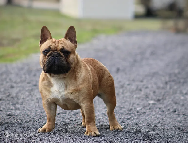 Forty  – French Bulldog puppy for sale in Leesville, SC