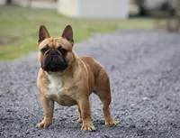 Forty , a male French Bulldog for sale in Leesville, SC – 1 of 2