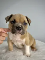 Bentley , a male American Bully for sale in Leesville, SC – 1 of 3
