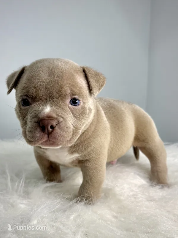 Cash   – American Bully puppy for sale in Leesville, SC
