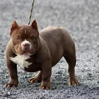 Barbie , a female American Bully for sale in Leesville, SC – Photo 2 of 2