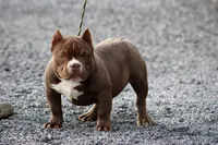 Barbie , a female American Bully for sale in Leesville, SC – Photo 1 of 2