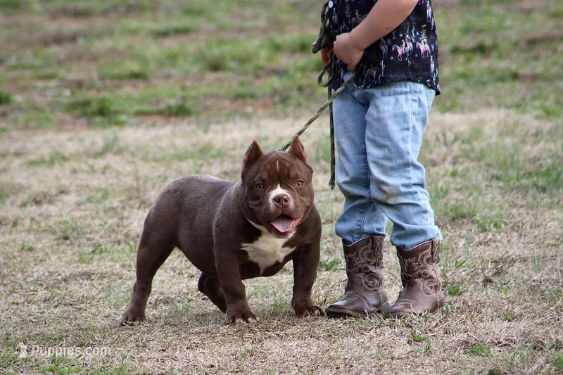Barbie  – American Bully puppy for sale in Leesville, SC