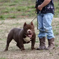 Barbie , a female American Bully for sale in Leesville, SC – Photo 1 of 2