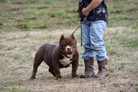 Barbie , a female American Bully for sale in Leesville, SC – Photo 2 of 2