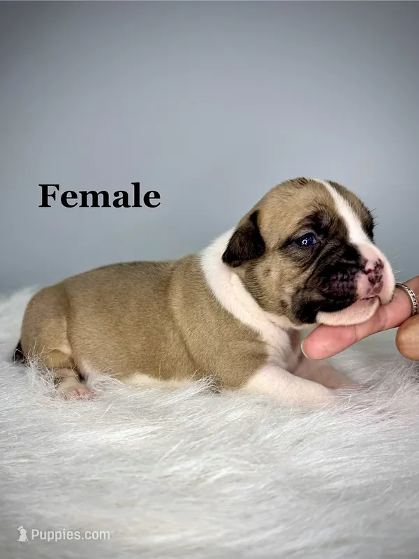 Lexus  – American Bully puppy for sale in Leesville, SC