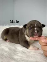 Hemi, a male American Bully for sale in Leesville, SC – 1 of 1