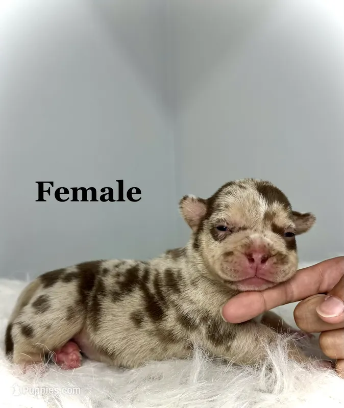 Pebbles – American Bully puppy for sale in Leesville, SC