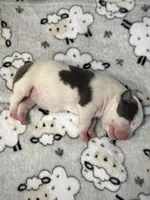 Haze, a female American Bully for sale in Leesville, SC – 3 of 3