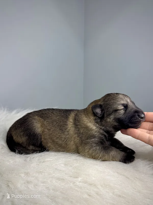 Vixie  – German Shepherd Dog puppy for sale in Leesville, SC