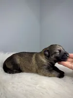 Vixie , a female German Shepherd Dog for sale in Leesville, SC – 1 of 1