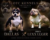 Mercedes , a female American Bully for sale in Leesville, SC – 3 of 3