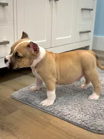 Tex , a male American Bully for sale in Leesville, SC – 4 of 5