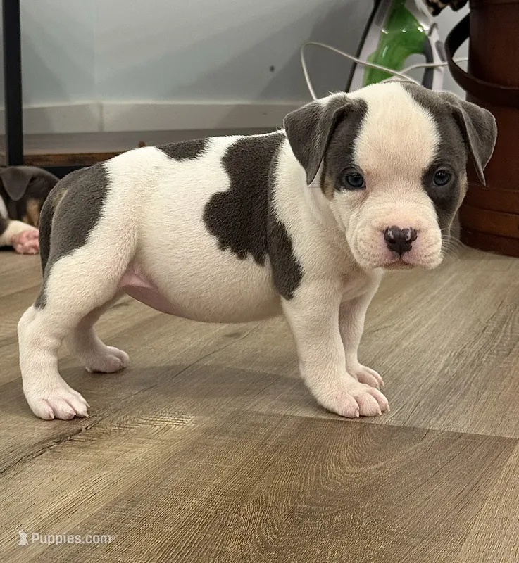 Infiniti – American Bully puppy for sale in Leesville, SC