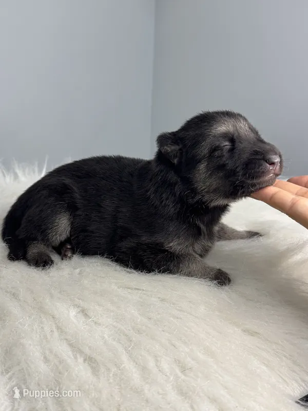 Koda  – German Shepherd Dog puppy for sale in Leesville, SC