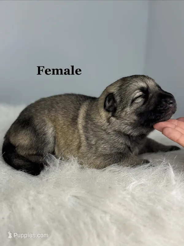Vixie  – German Shepherd Dog puppy for sale in Leesville, SC