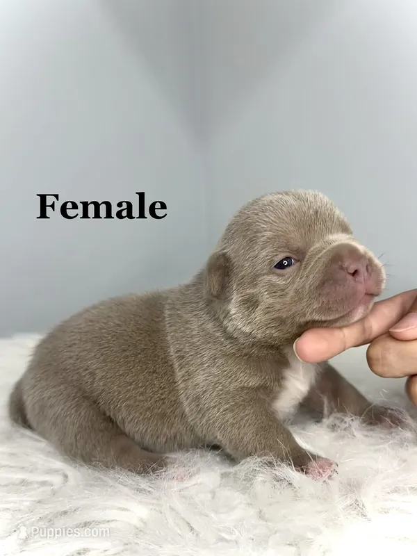 Juicy  – American Bully puppy for sale in Leesville, SC