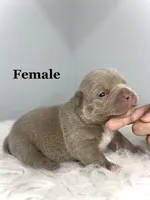 Juicy , a female American Bully for sale in Leesville, SC – 1 of 2
