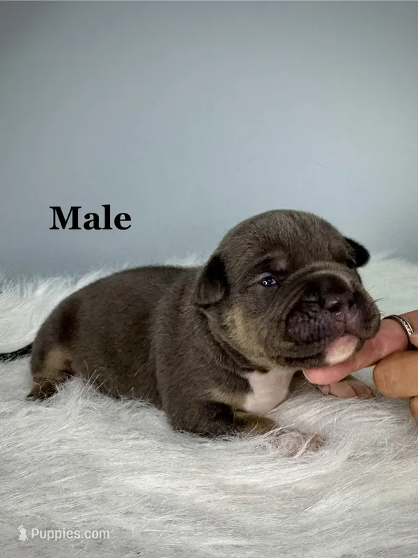 Maserati  – American Bully puppy for sale in Leesville, SC
