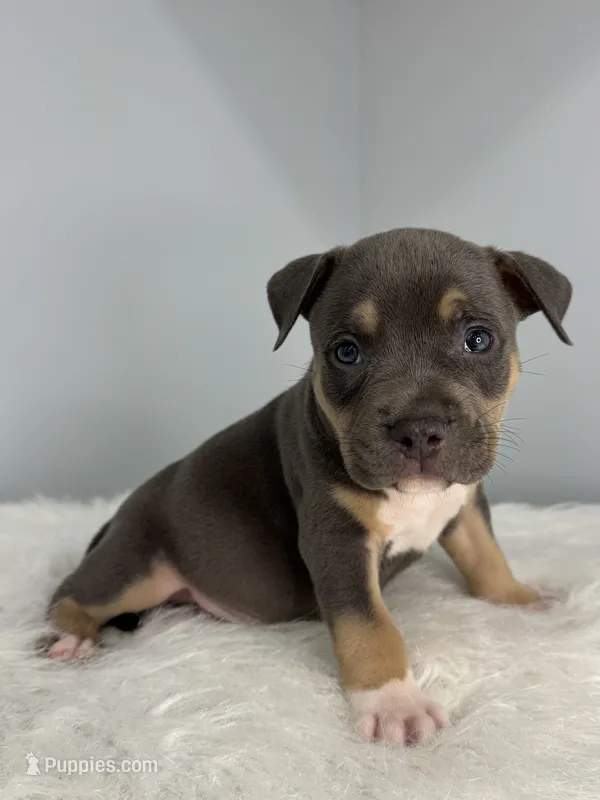 Maserati  – American Bully puppy for sale in Leesville, SC