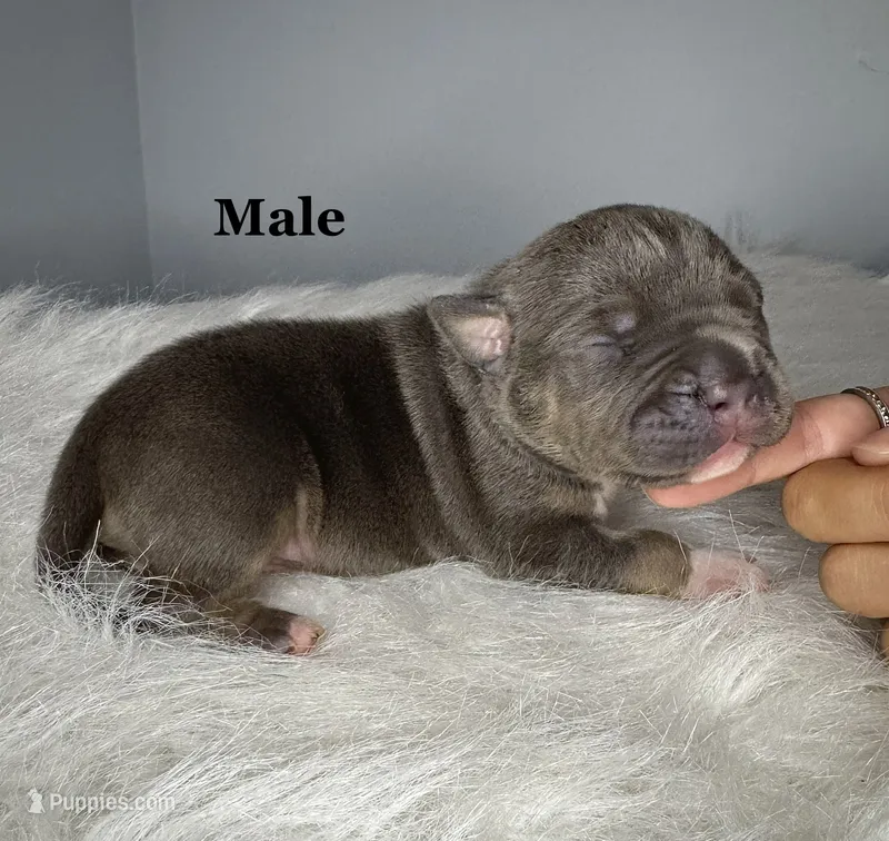Maserati  – American Bully puppy for sale in Leesville, SC
