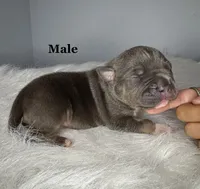 Maserati , a male American Bully for sale in Leesville, SC – 1 of 2