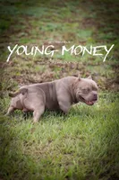Cash  , a male American Bully for sale in Leesville, SC – 5 of 7