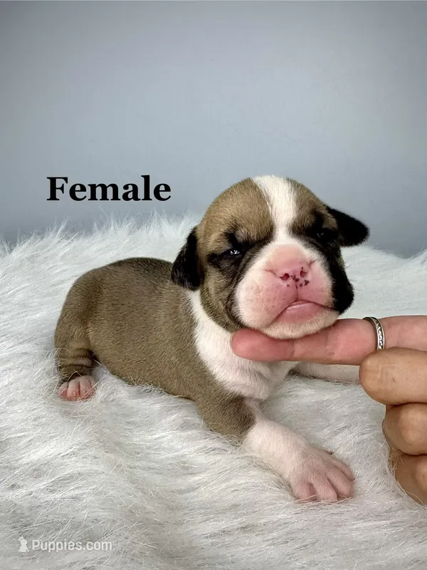 Bugatti  – American Bully puppy for sale in Leesville, SC
