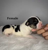 Mercedes , a female American Bully for sale in Leesville, SC – 1 of 3