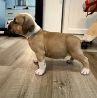 Bugatti , a male American Bully for sale in Leesville, SC – 2 of 3