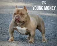 Cash  , a male American Bully for sale in Leesville, SC – 3 of 7