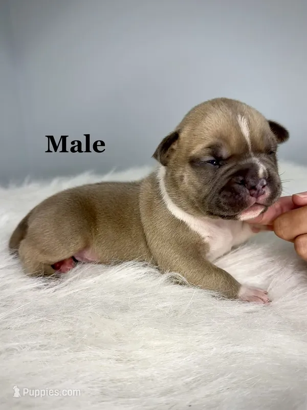 Bentley  – American Bully puppy for sale in Leesville, SC