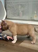 Mack , a male American Bully for sale in Leesville, SC – 2 of 3