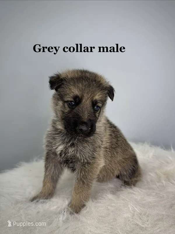 Major – German Shepherd Dog puppy for sale in Leesville, SC