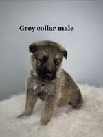 Major, a male German Shepherd Dog for sale in Leesville, SC – 1 of 1