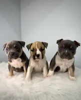 Lexus , a female American Bully for sale in Leesville, SC – 3 of 4