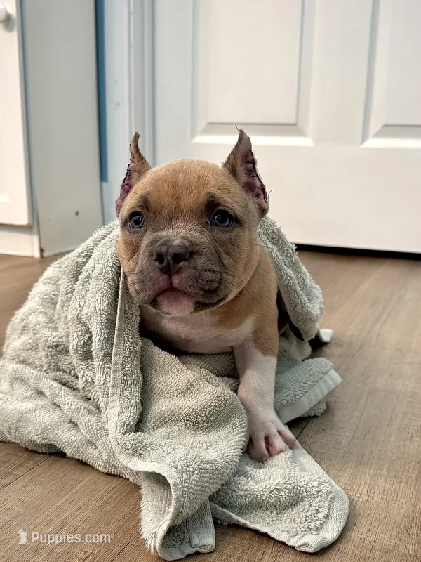 Mack  – American Bully puppy for sale in Leesville, SC