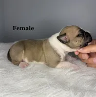 Lexus , a female American Bully for sale in Leesville, SC – 1 of 3