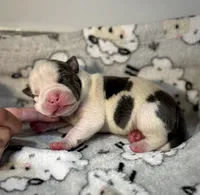 Haze, a female American Bully for sale in Leesville, SC – 2 of 3