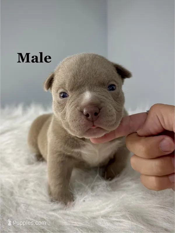 Cash   – American Bully puppy for sale in Leesville, SC