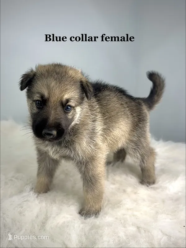 Vixie  – German Shepherd Dog puppy for sale in Leesville, SC