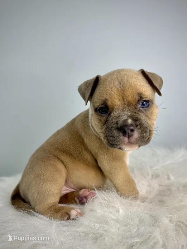 Bentley  – American Bully puppy for sale in Leesville, SC