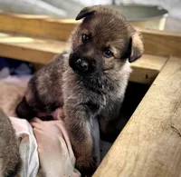 Karma, a female German Shepherd Dog for sale in Leesville, SC – Photo 2 of 8