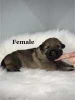 Karma, a female German Shepherd Dog for sale in Leesville, SC – Photo 3 of 8