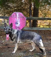 Karma, a female German Shepherd Dog for sale in Leesville, SC – Photo 7 of 8