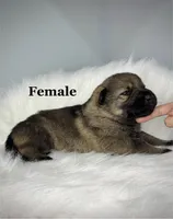 Karma, a female German Shepherd Dog for sale in Leesville, SC – Photo 4 of 8