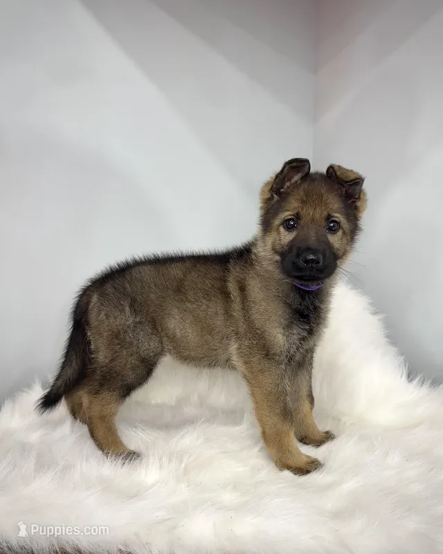 Karma – German Shepherd Dog puppy for sale in Leesville, SC